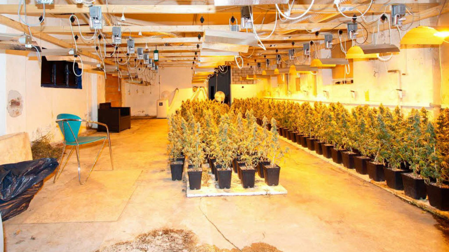 2013 entdeckte die Polizei diese Cannabisplantage in Offenburg. Ein Foto von ihr tauchte sechs Jahre später bei Ermittlungen zur österreichischen Ibiza-Affäre wieder auf.
